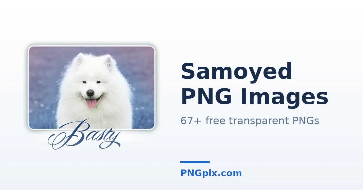 Samoyed PNG images