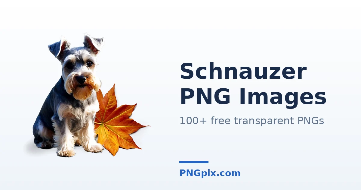 Schnauzer PNG images