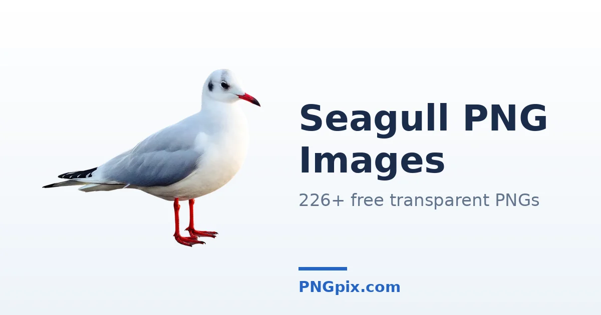 Seagull PNG images