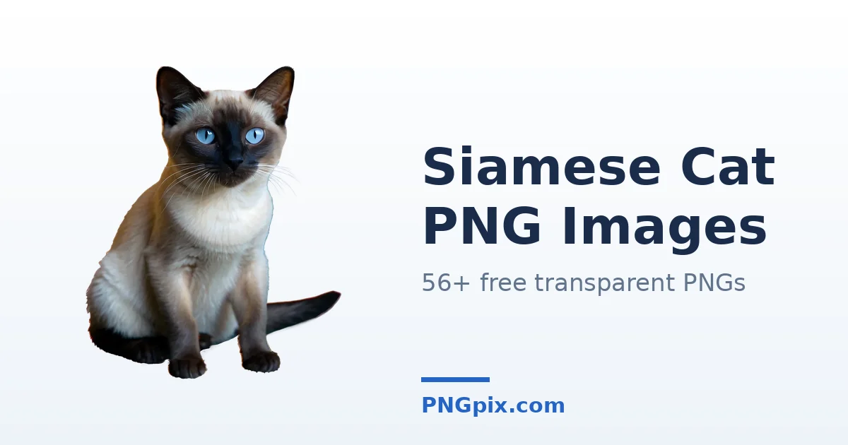 Siamese Cat PNG images