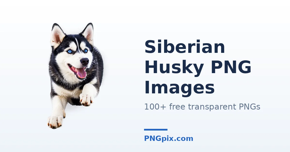 Siberian Husky PNG images