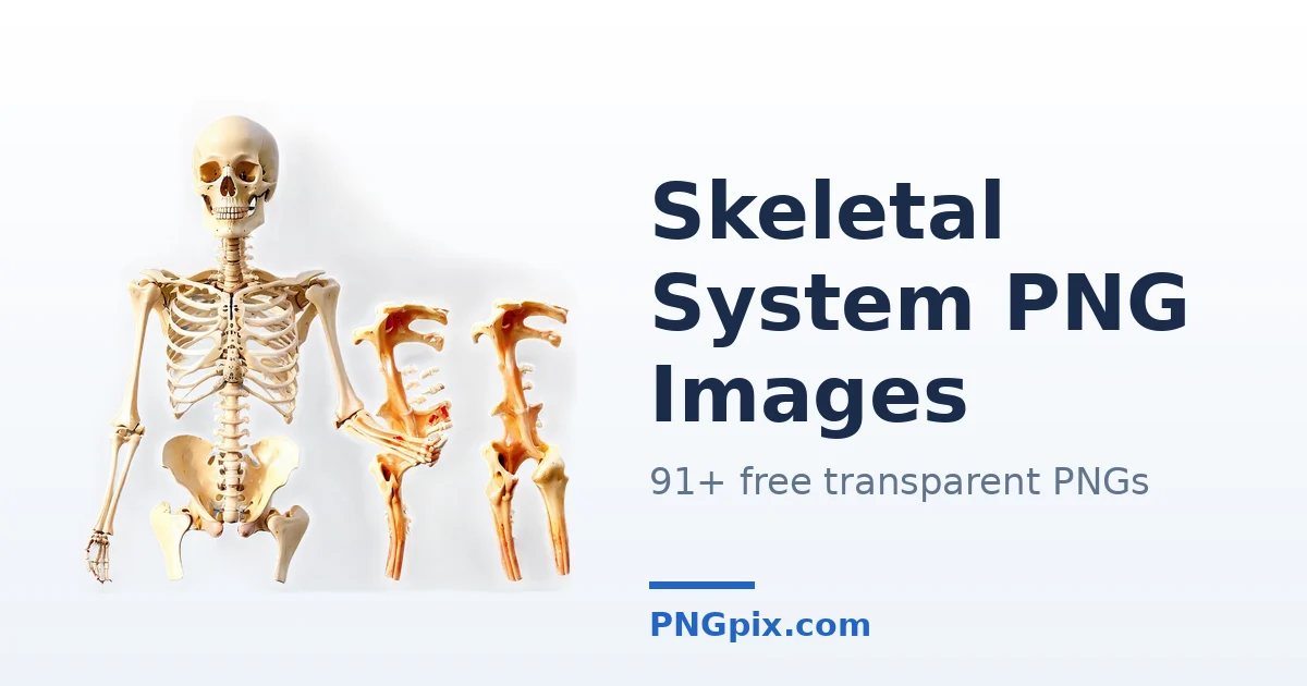 Skeletal System PNG images