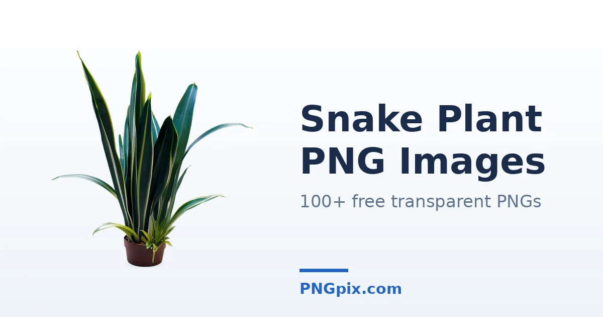Snake Plant PNG images