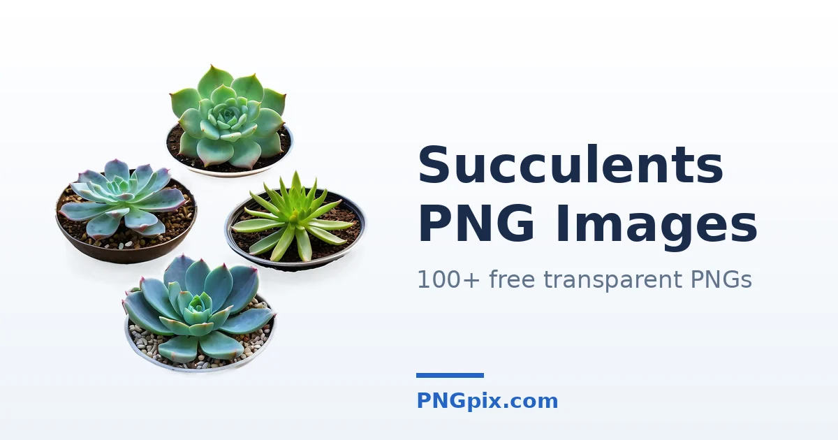 Succulents PNG images