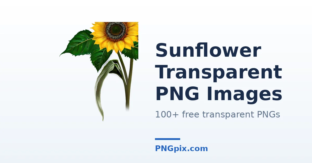 Sunflower Transparent PNG images