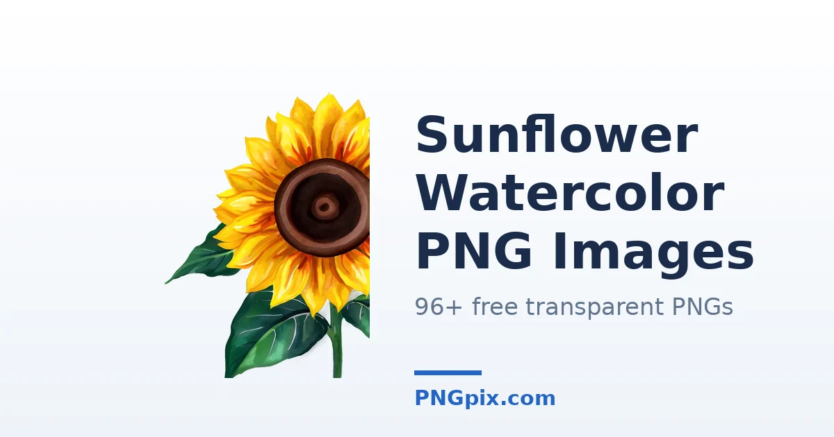 Sunflower Watercolor PNG images