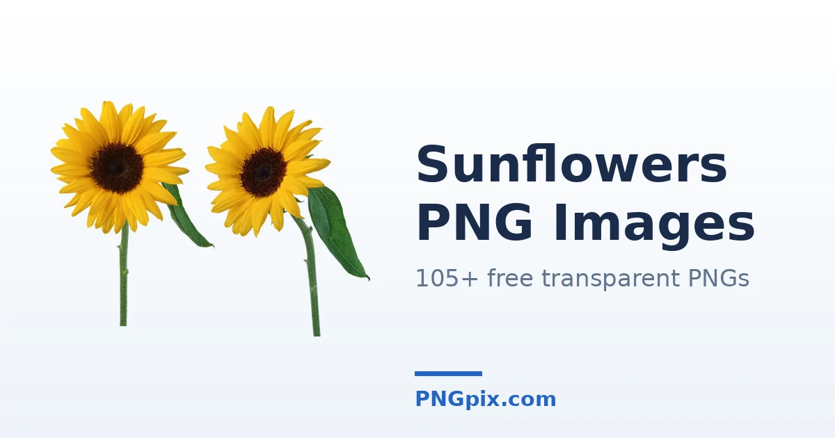 Sunflowers PNG images