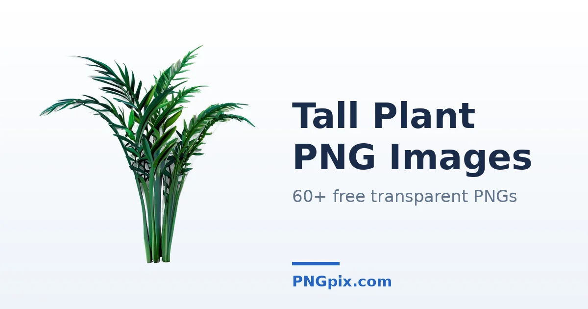 Tall Plant PNG images
