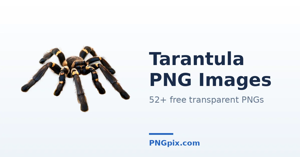Tarantula PNG images