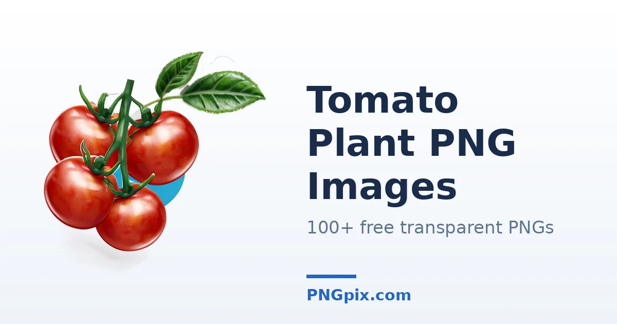 Tomato Plant PNG images