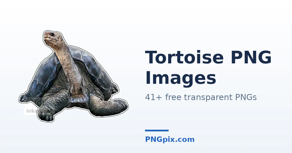Tortoise PNG images