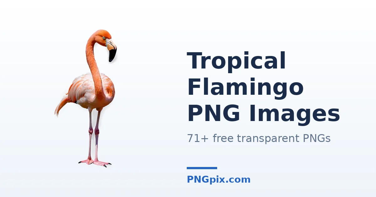 Tropical Flamingo PNG images