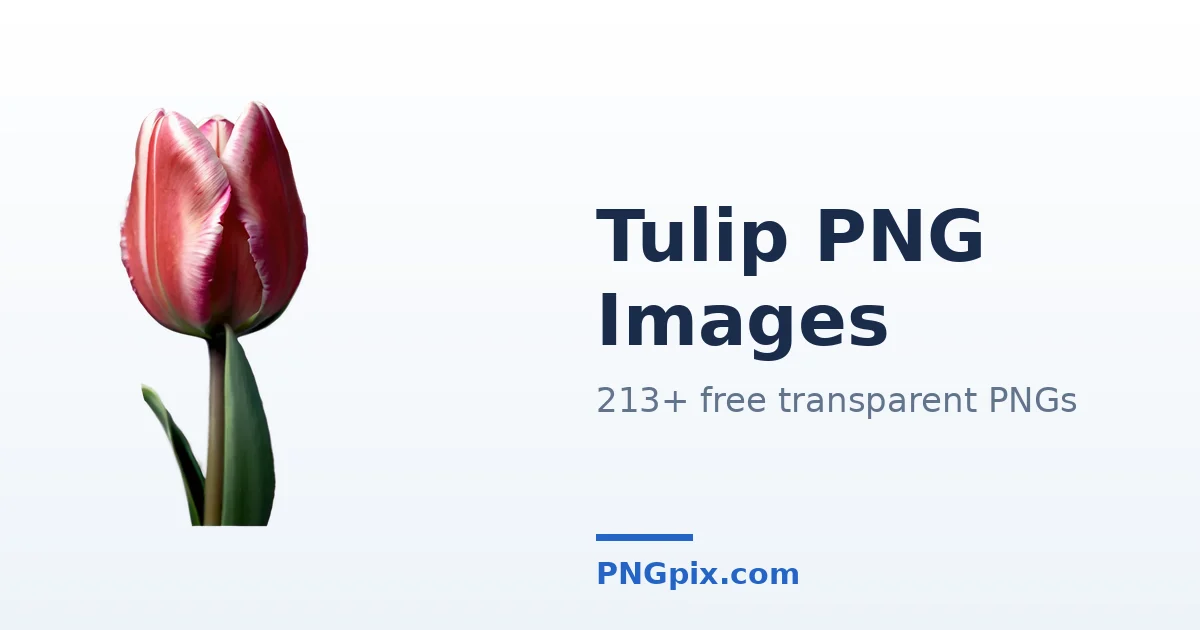 Tulip PNG images