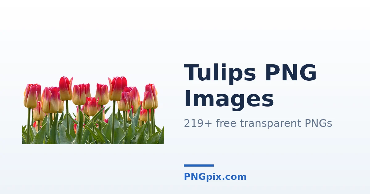Tulips PNG images