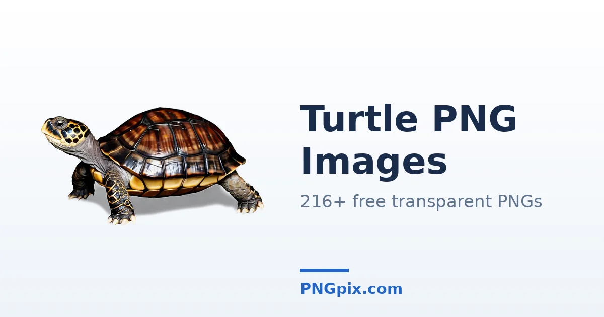 Turtle PNG images