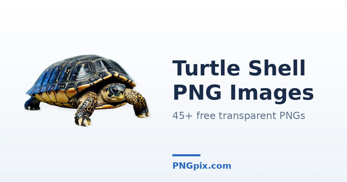 Turtle Shell PNG images