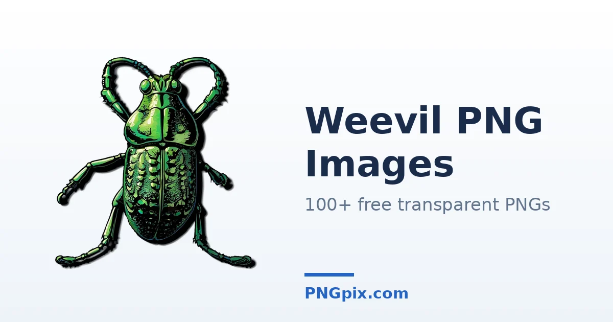 Weevil PNG images
