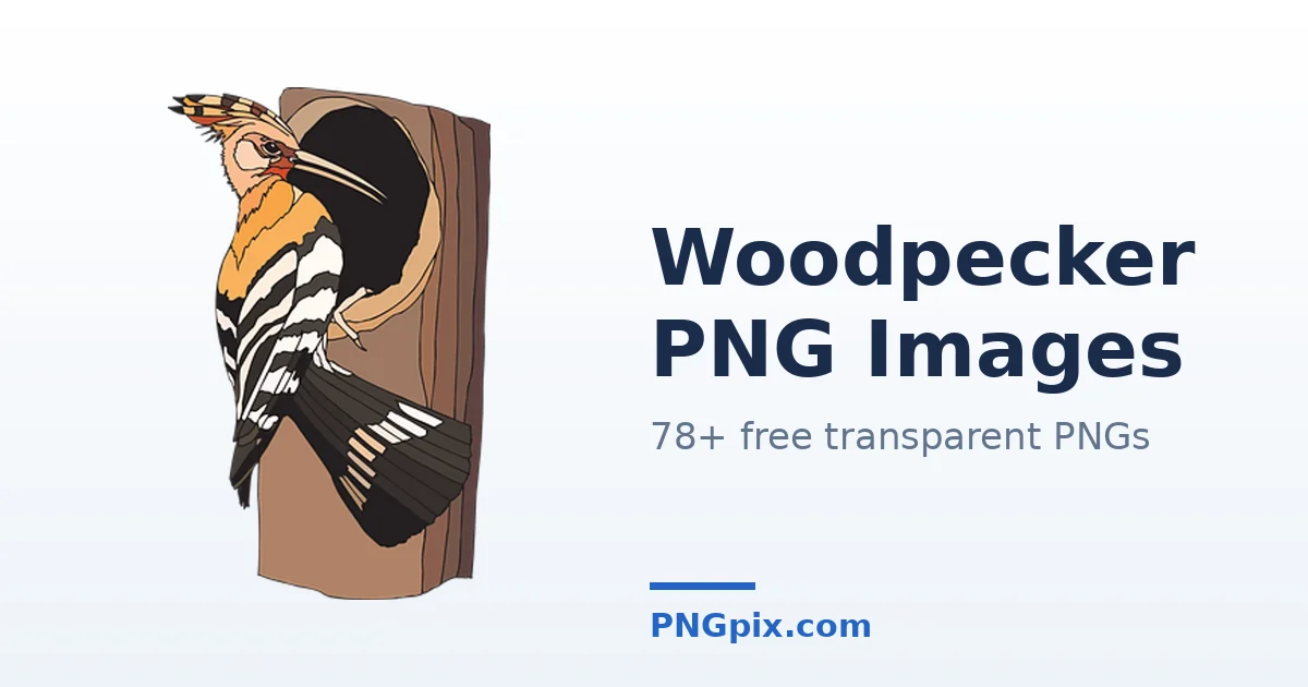 Woodpecker PNG images