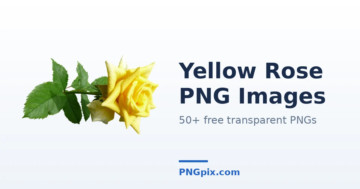 Yellow Rose PNG images