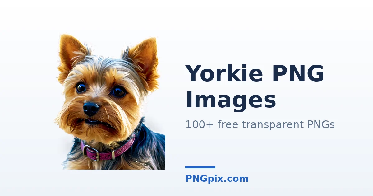Yorkie PNG images