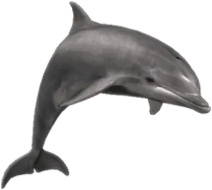 3 D Model Dolphin Swimming