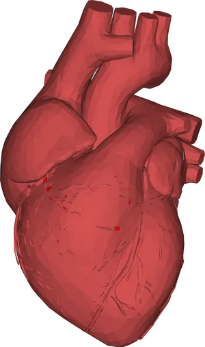 3 D Model Red Human Heart PNG
