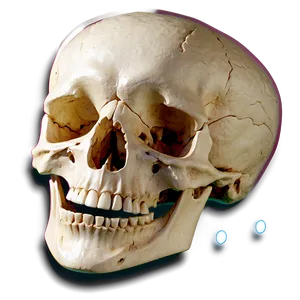 3d Bones PNG 05242024