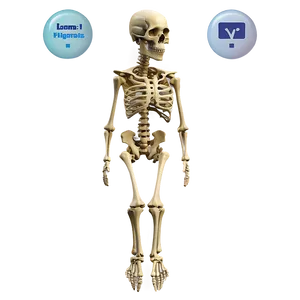 3d Bones PNG Puo PNG