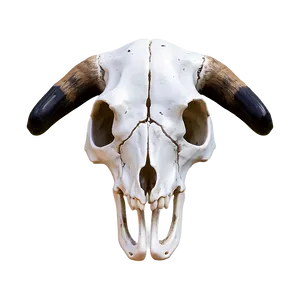 3d Cow Skull Model PNG 92 PNG