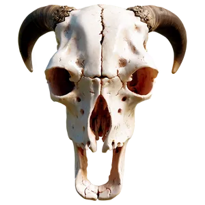 3d Cow Skull Model PNG Cba86 PNG