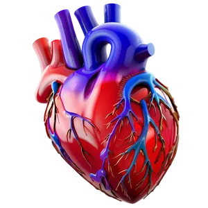 3d Heart Model PNG A