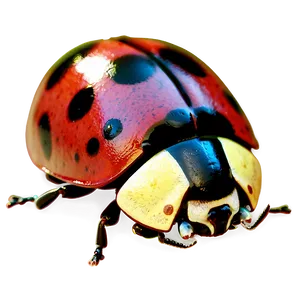3d Ladybug Render PNG 96
