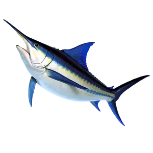 3d Marlin Model PNG Cre PNG