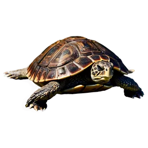 3d Model Turtle Png Hgs78 PNG image