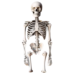 3d Rendered Human Skeleton PNG 63