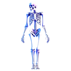 3d Rendered Human Skeleton PNG Ffc PNG