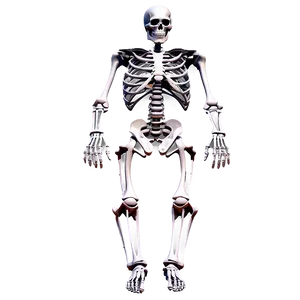 3d Rendered Human Skeleton PNG Qxt PNG