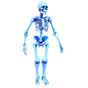 3d Rendered Human Skeleton PNG Xdf