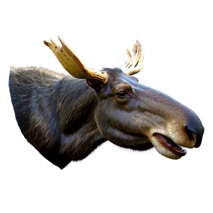 3d Rendered Moose Head PNG 06292024 PNG