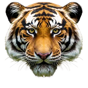 3d Rendered Tiger Face PNG 25 PNG