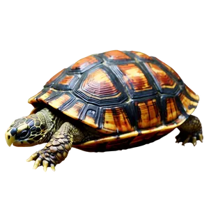 3d Rendered Turtle Shell Png 97 PNG image