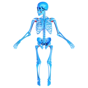 3d Skeletal System Model PNG 63 PNG