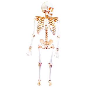 3d Skeletal System Model PNG Cjn PNG