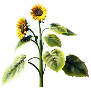 3d Sunflower Transparent PNG 05262024 PNG