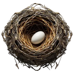 Abstract Bird Nest PNG Tay