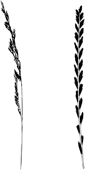 Abstract_ Black_and_ White_ Contrast PNG image