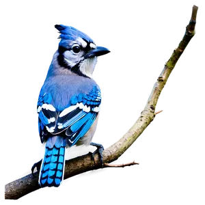 Abstract Blue Jay Image PNG Hae33 PNG