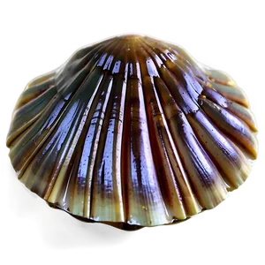 Abstract Clam Shell PNG Jls