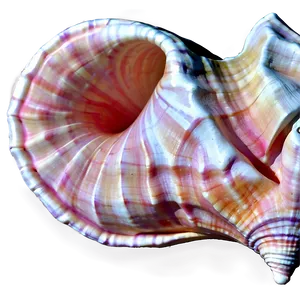 Abstract Conch Shell PNG Tch