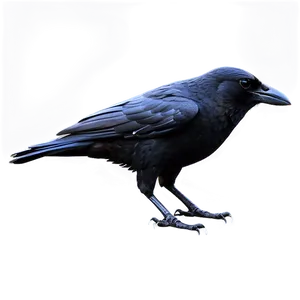 Abstract Crow PNG 29